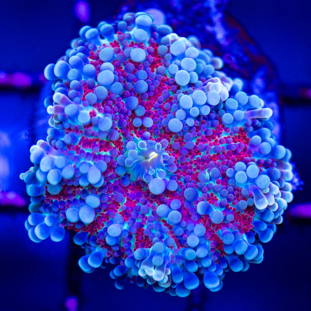Rainbow Yuma 3A - WYSIWYG LPS Coral Reef Lounge USA