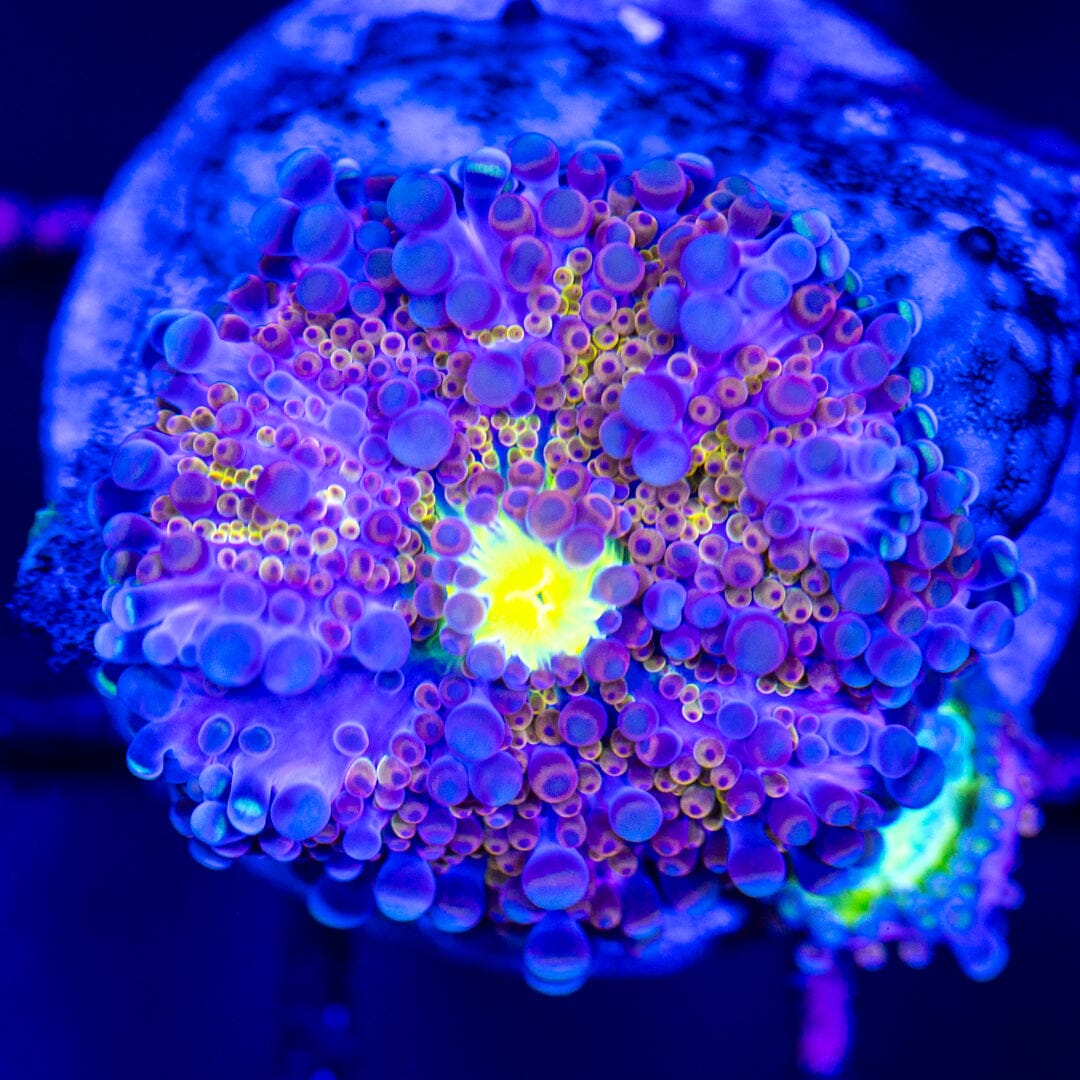 Rainbow Yuma 4A - WYSIWYG LPS Coral Reef Lounge USA