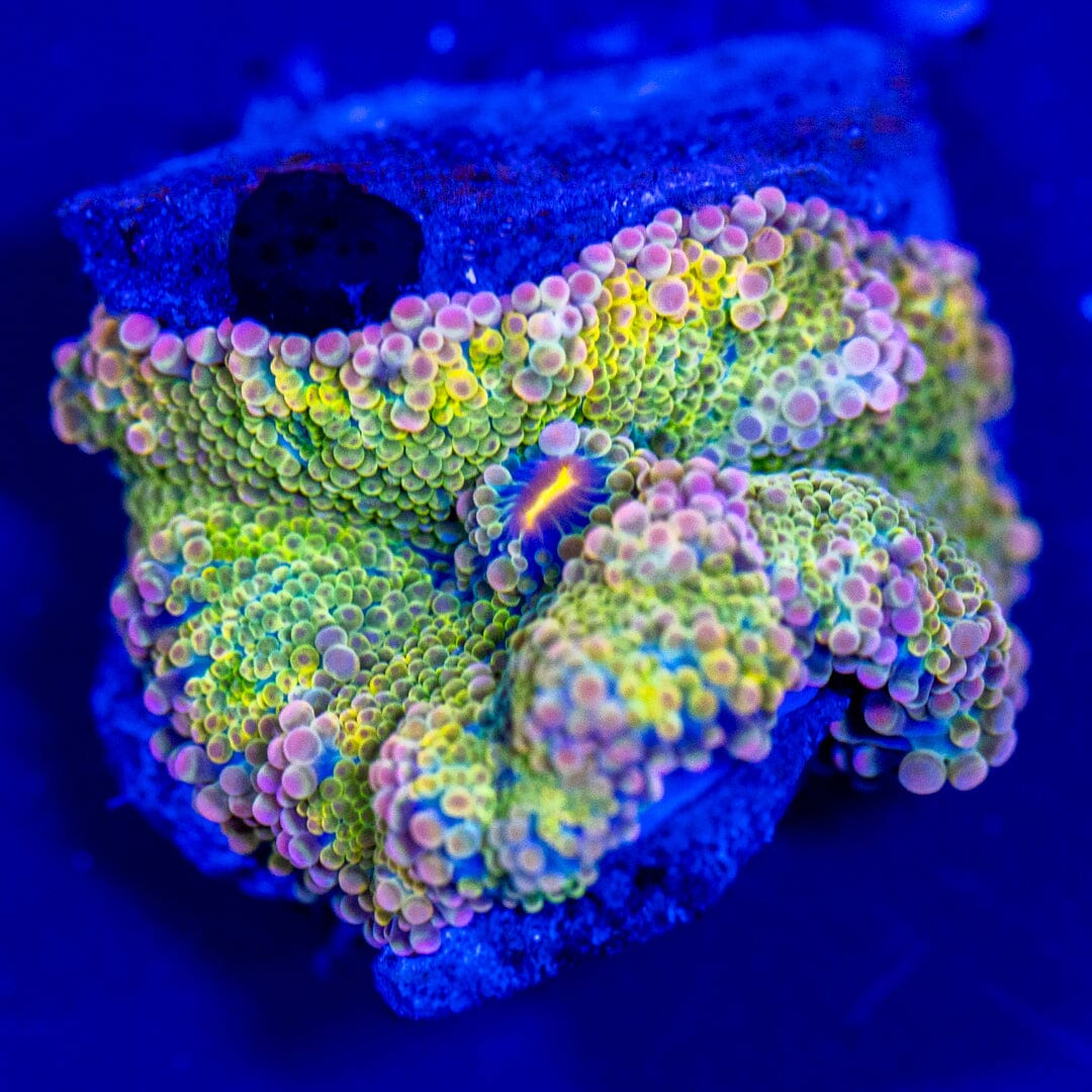 Rainbow Yuma Mushroom 11A - WYSIWYG LPS Coral Reef Lounge USA