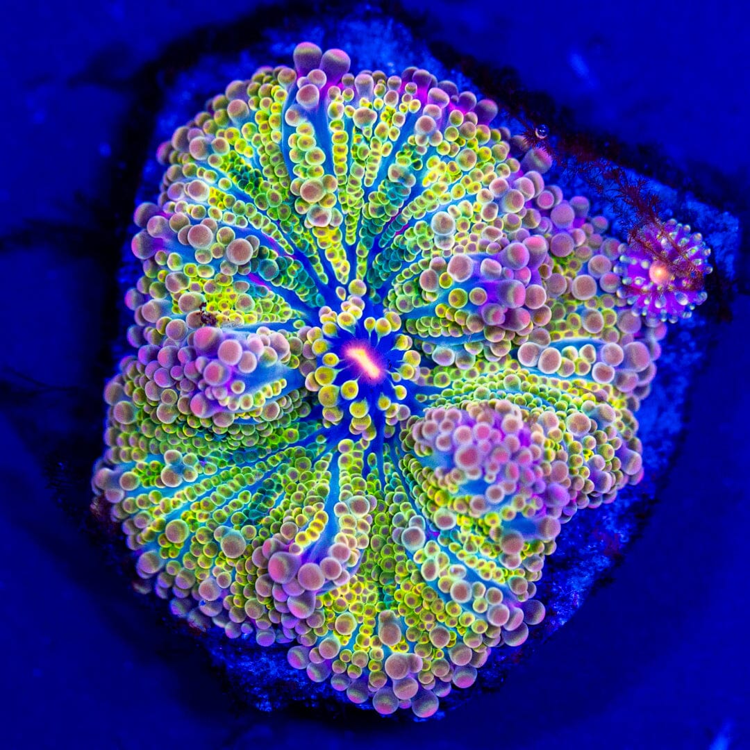 Rainbow Yuma Mushroom 12A - WYSIWYG LPS Coral Reef Lounge USA