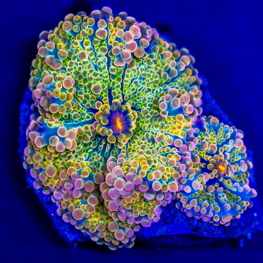 Rainbow Yuma Mushroom 13A - WYSIWYG LPS Coral Reef Lounge USA