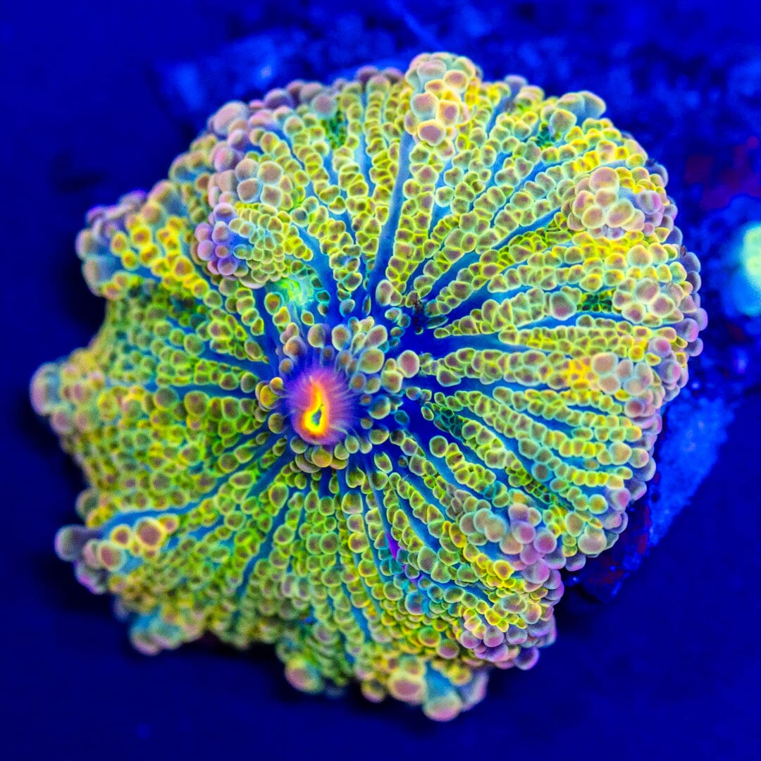 Rainbow Yuma Mushroom 15A - WYSIWYG LPS Coral Reef Lounge USA