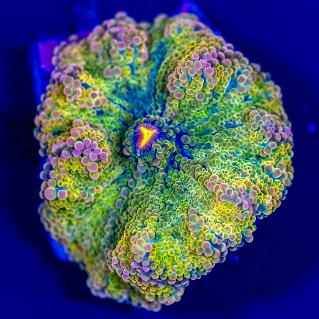 Rainbow Yuma Mushroom 3A - WYSIWYG LPS Coral Reef Lounge USA
