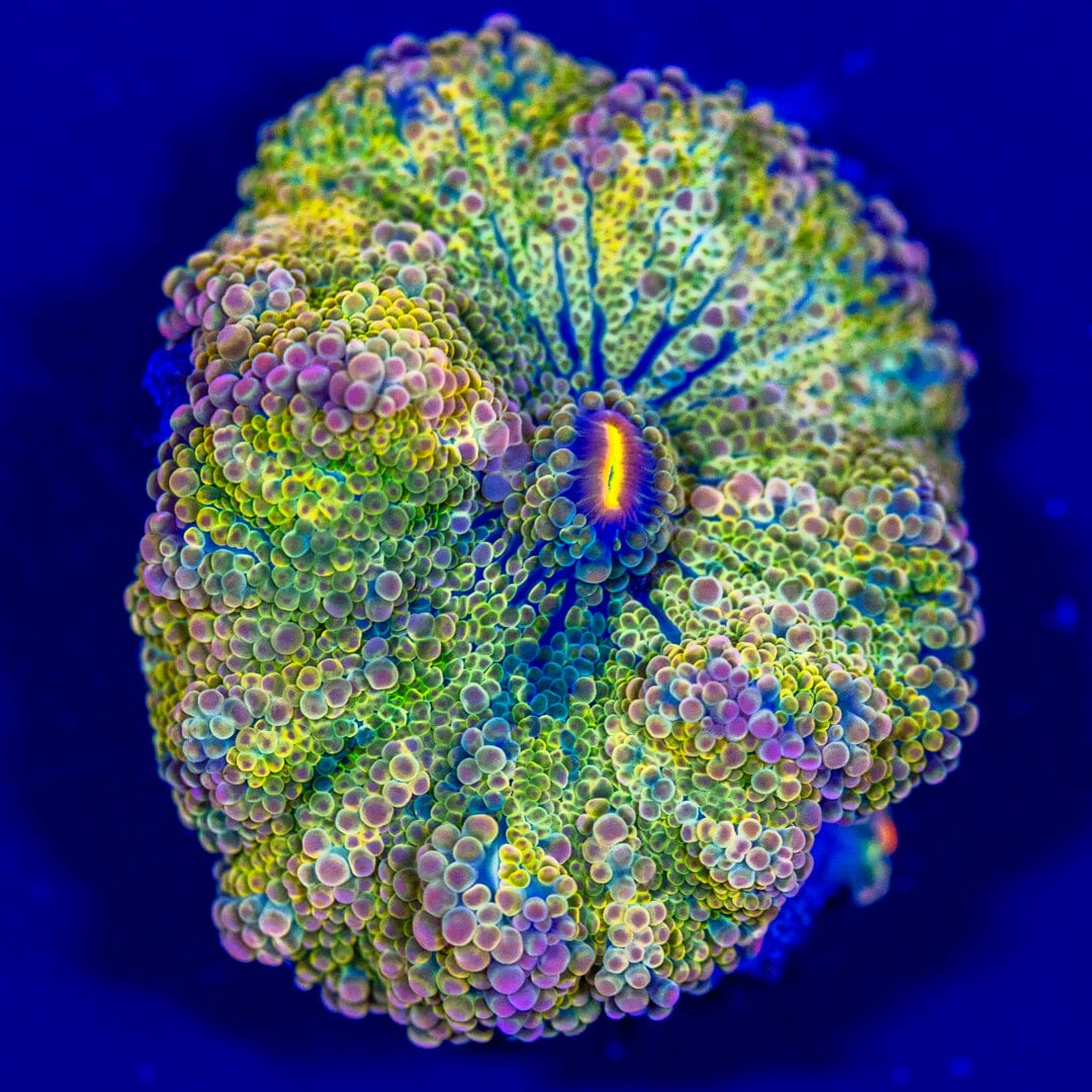 Rainbow Yuma Mushroom 8A - WYSIWYG LPS Coral Reef Lounge USA