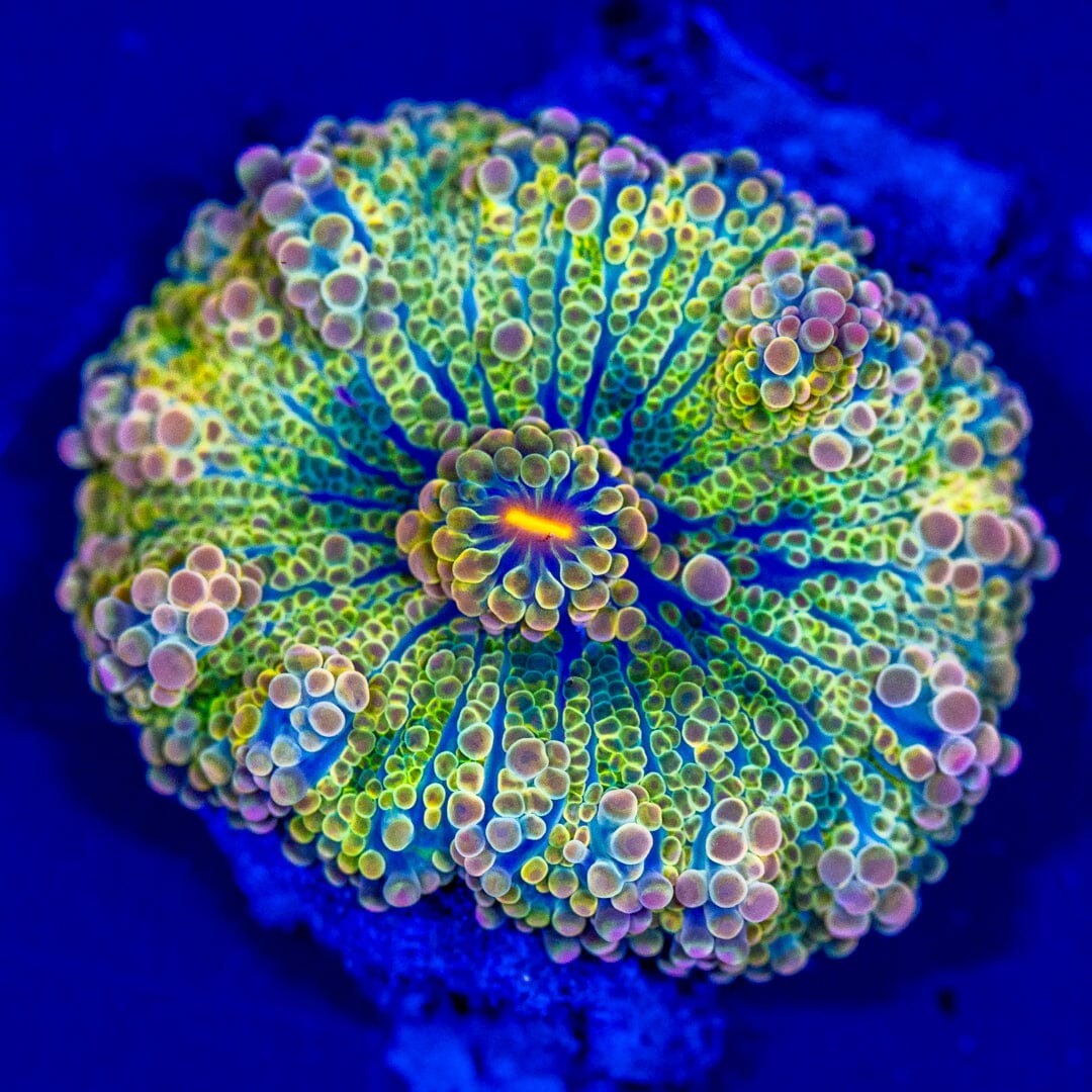 Rainbow Yuma Mushroom 9A - WYSIWYG LPS Coral Reef Lounge USA