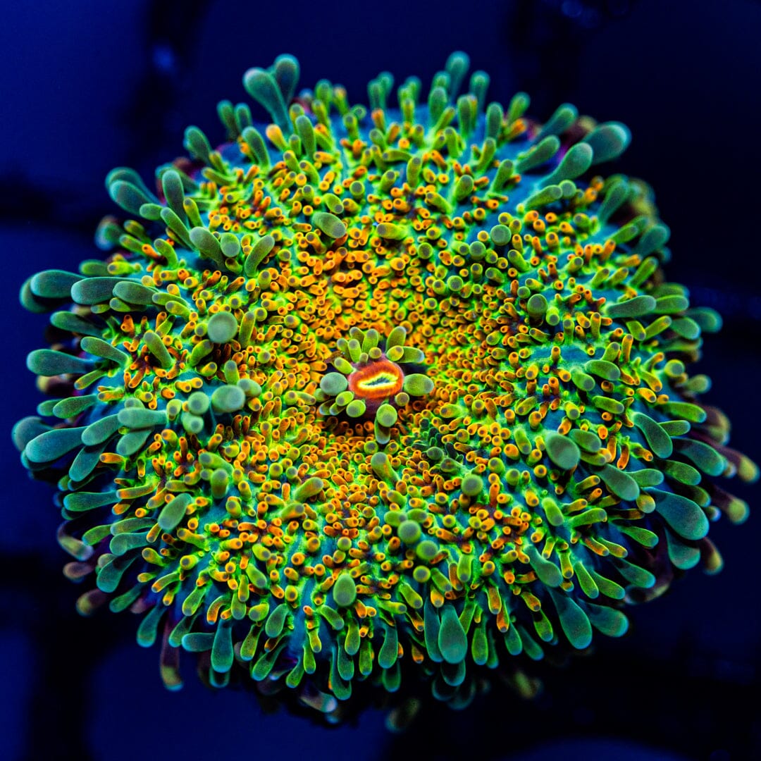 Rainbow Yuma Mushroom Coral - WYSIWYG Reef Lounge Norco