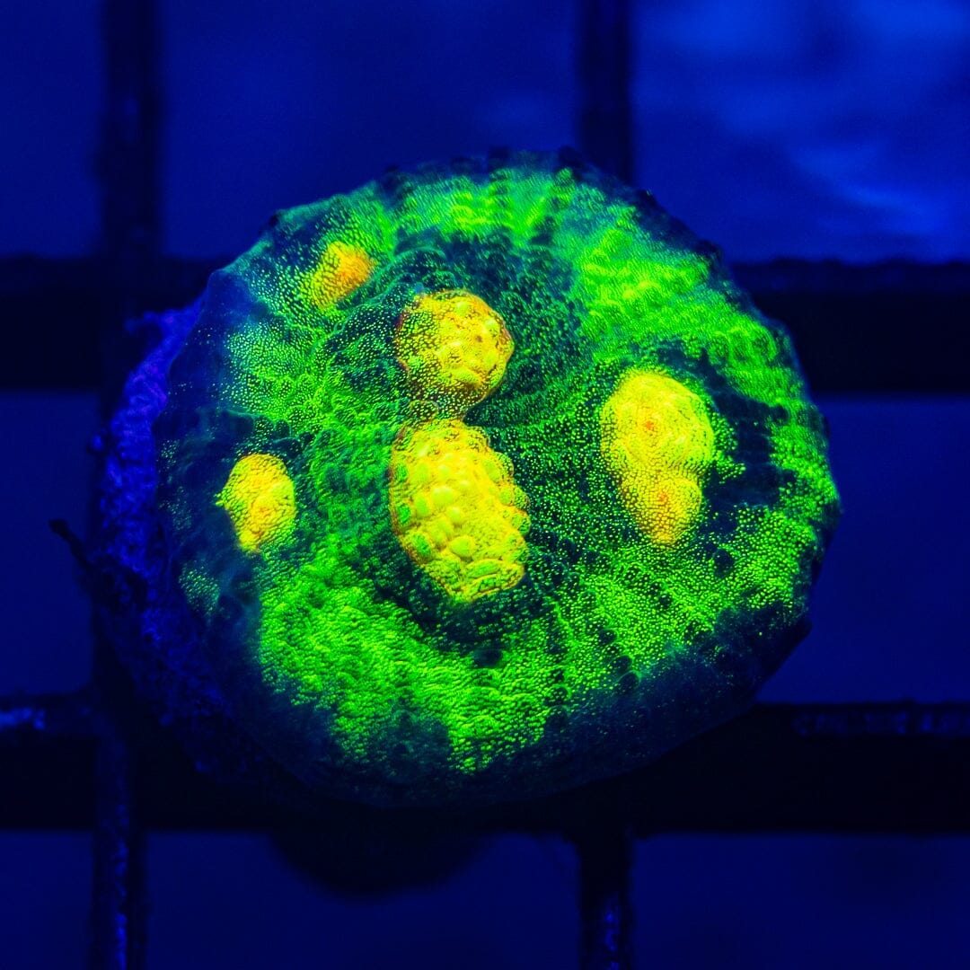 Raja Rampage Chalice Chalice Reef Lounge USA