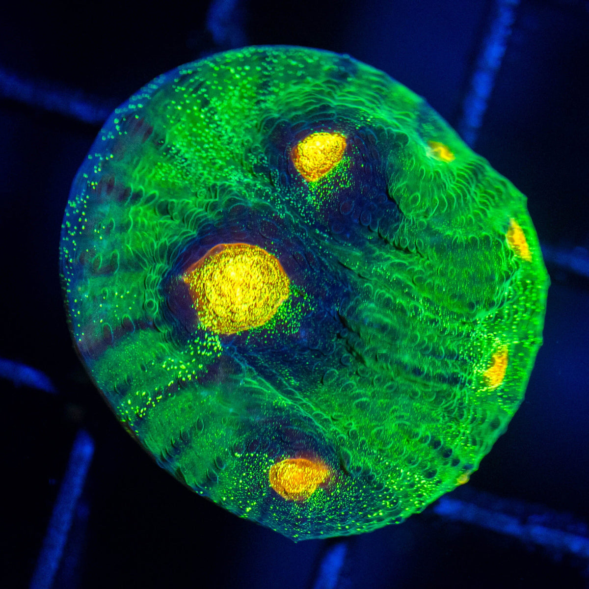 Raja Rampage Chalice Frag 1A - WYSIWYG Reef Lounge Coral