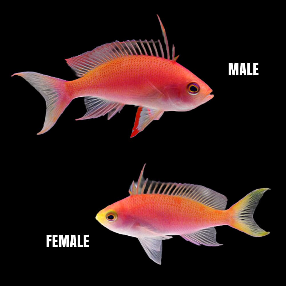 Randall's Anthias Fish Reef Lounge USA