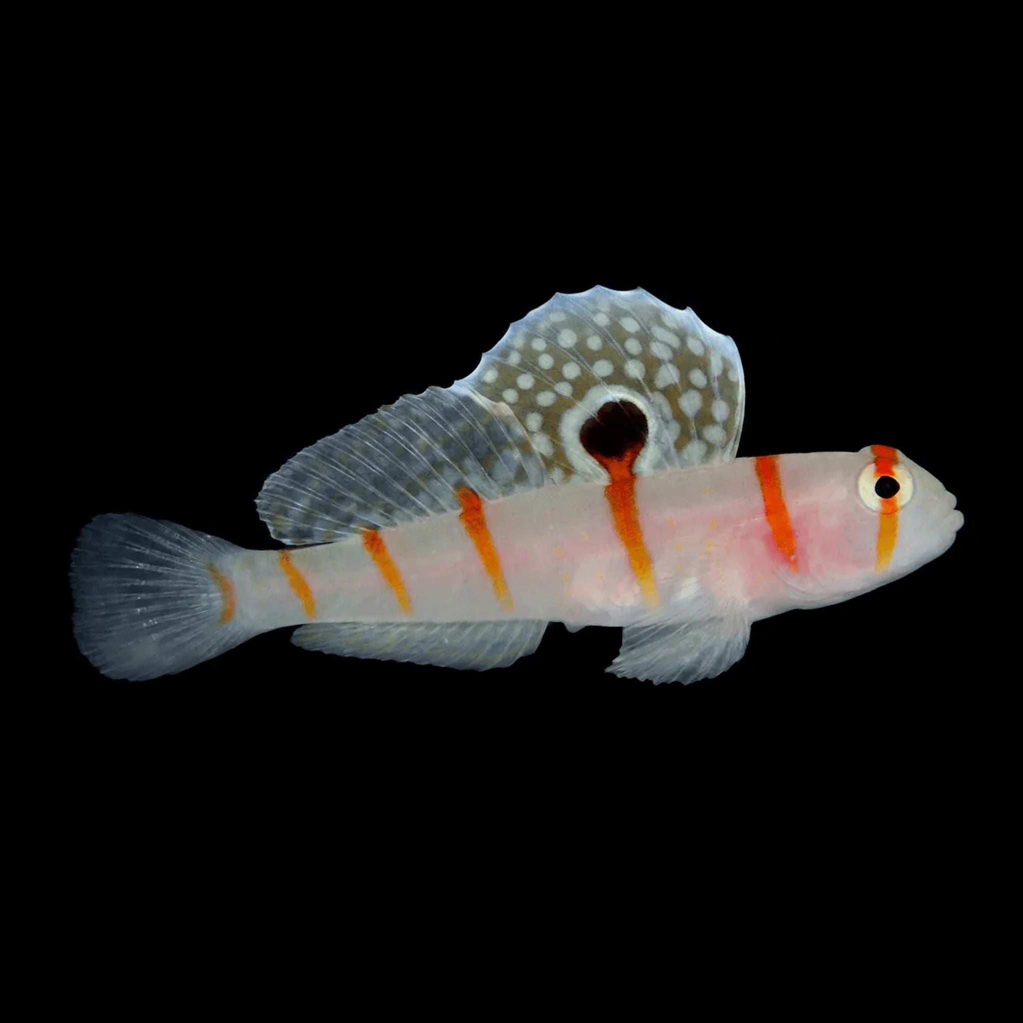 Randall’s Prawn Goby Fish Reef Lounge USA