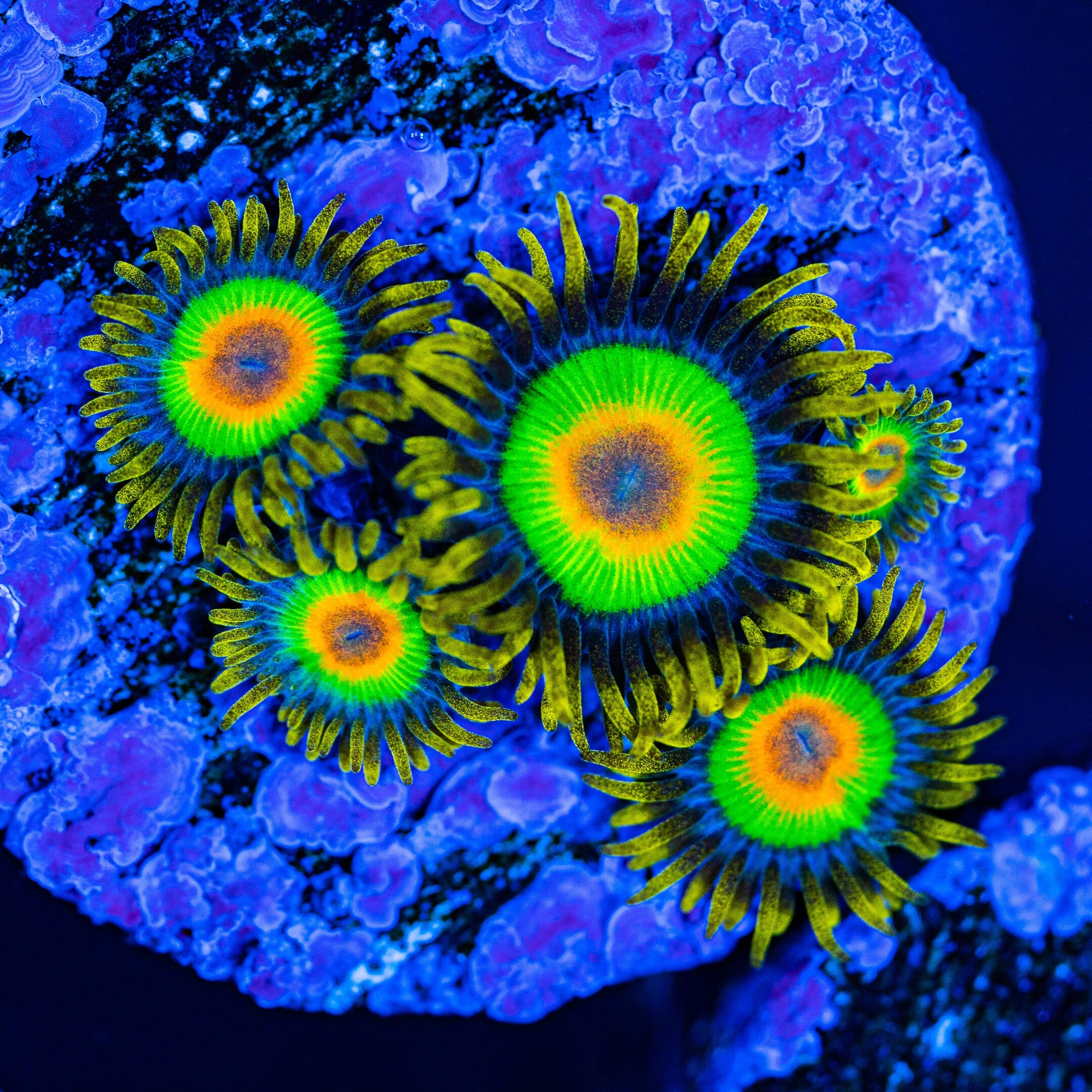 Rasta Zoanthids Soft Coral Reef Lounge USA