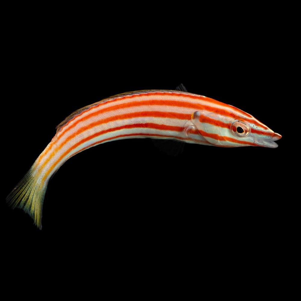 Red Cigar Wrasse Fish Reef Lounge USA