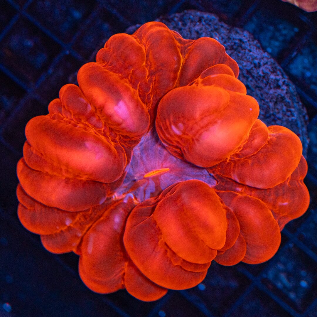Red Cynarina 1E - WYSIWYG Reef Lounge Coral