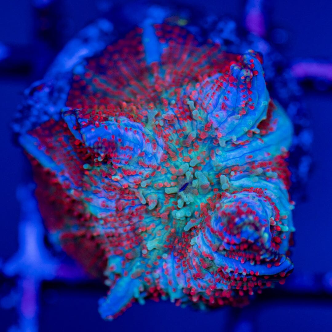 Red Devil Mushroom 1G - WYSIWYG LPS Coral Reef Lounge USA