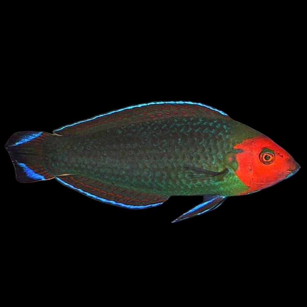 Red Headed Wrasse Fish Reef Lounge USA