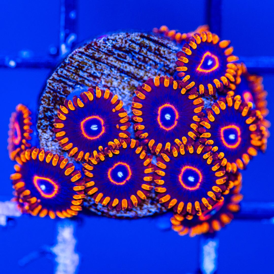 Red Hornet - Overgrown Zoanthid Plugs 6A - WYSIWYG Reef Lounge Coral