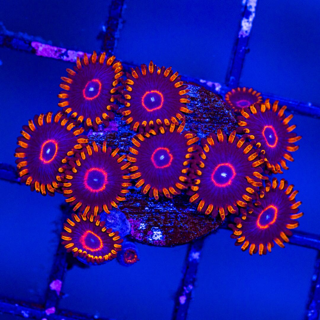 Red Hornet Zoa Mini Colony - WYSIWYG Reef Lounge Norco