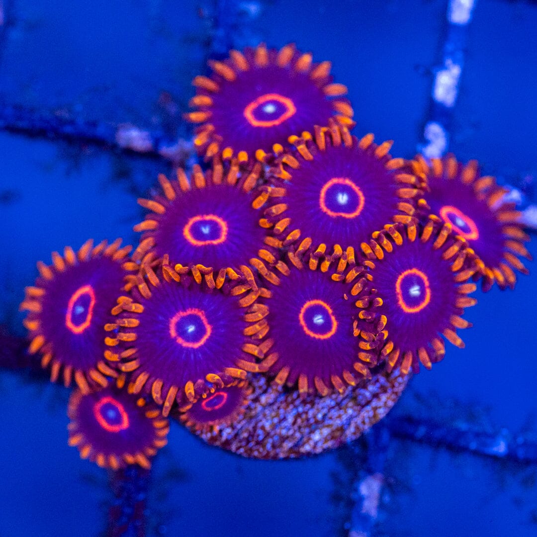 Red Hornet Zoanthids - WYSIWYG Mini Colony Reef Lounge Coral