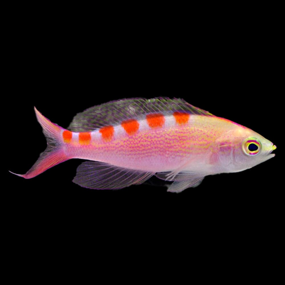 Red Saddled Anthias Fish Reef Lounge USA