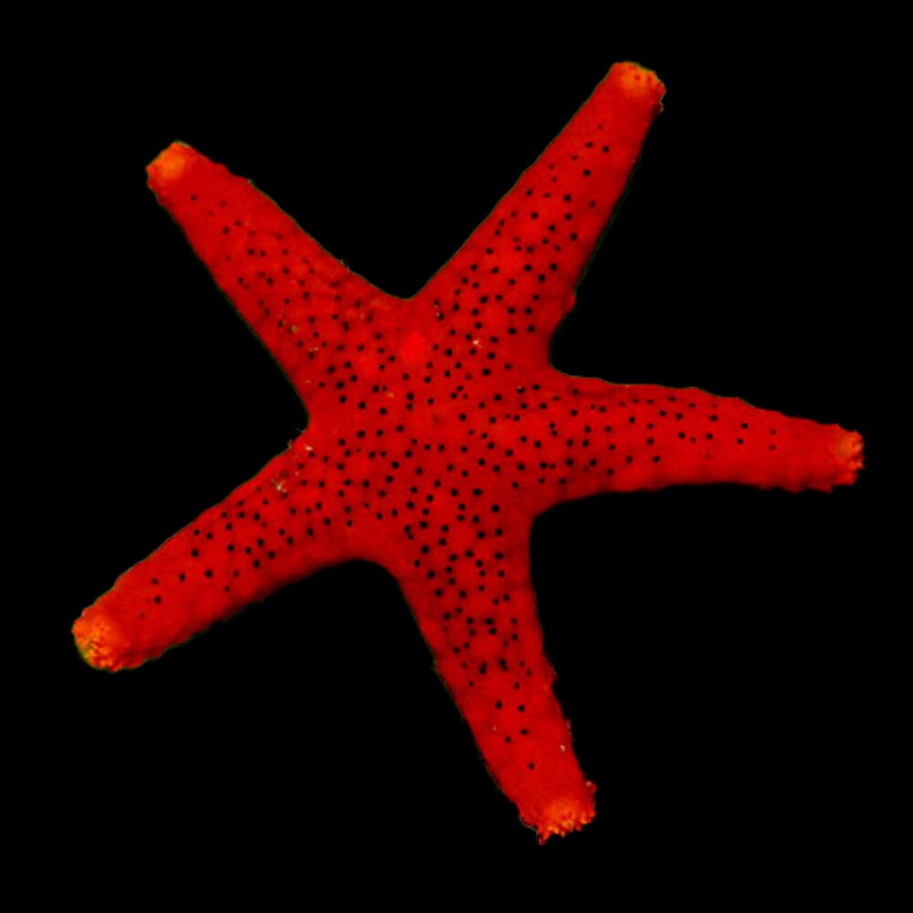 Red Sea Star Invertebrate Reef Lounge USA