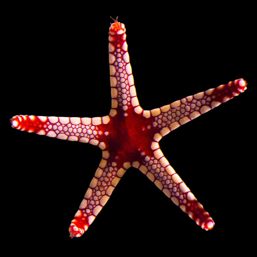 Red Tile Starfish Invertebrate Reef Lounge USA
