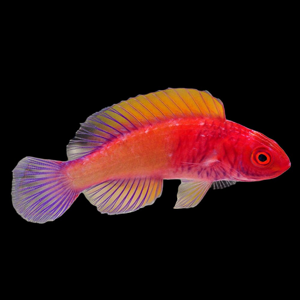 Red Velvet Fairy Wrasse Fish Reef Lounge USA