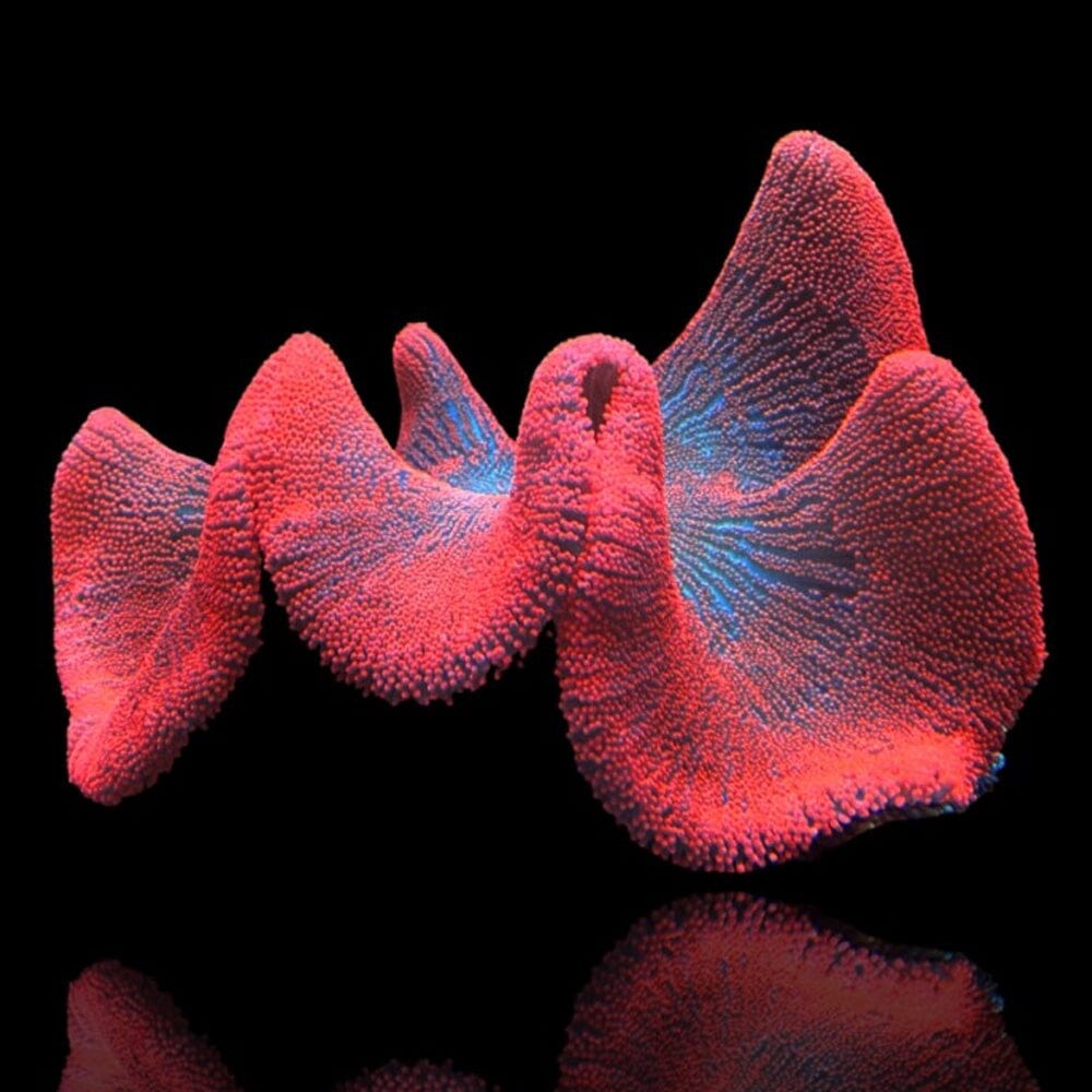 Red/Pink Carpet Anemone Fish Reef Lounge USA