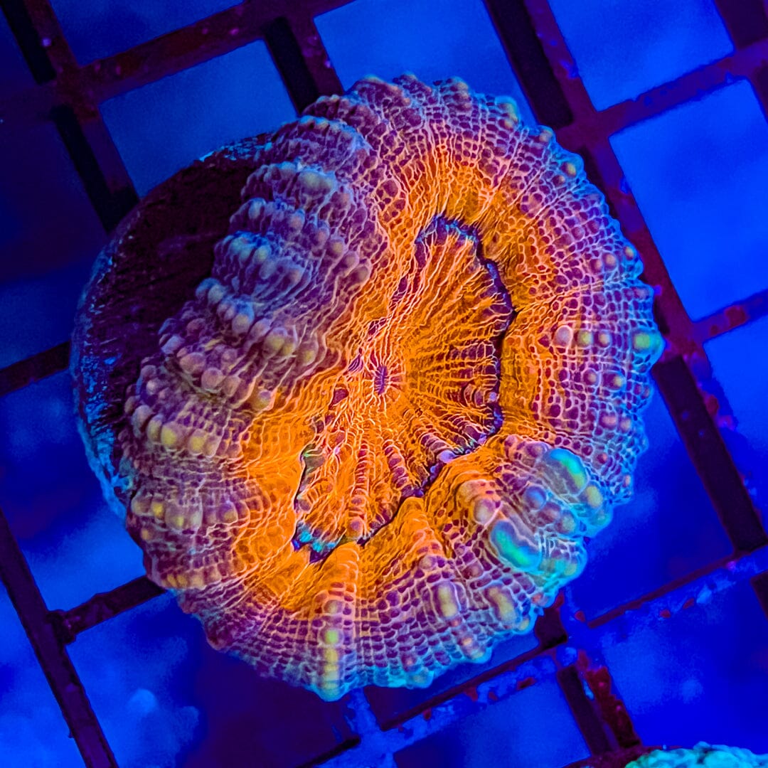Red/Purple Lobophyllia - WYSIWYG Reef Lounge Coral