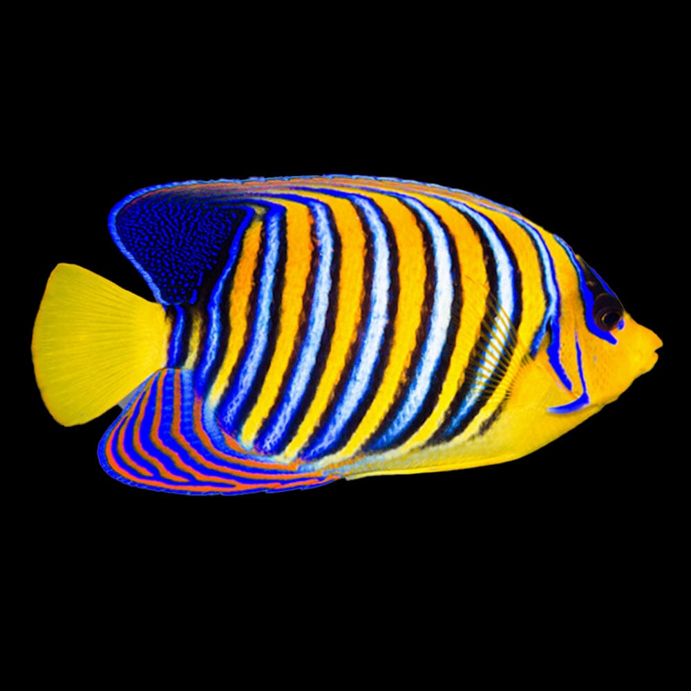Regal Angelfish Fish Reef Lounge USA