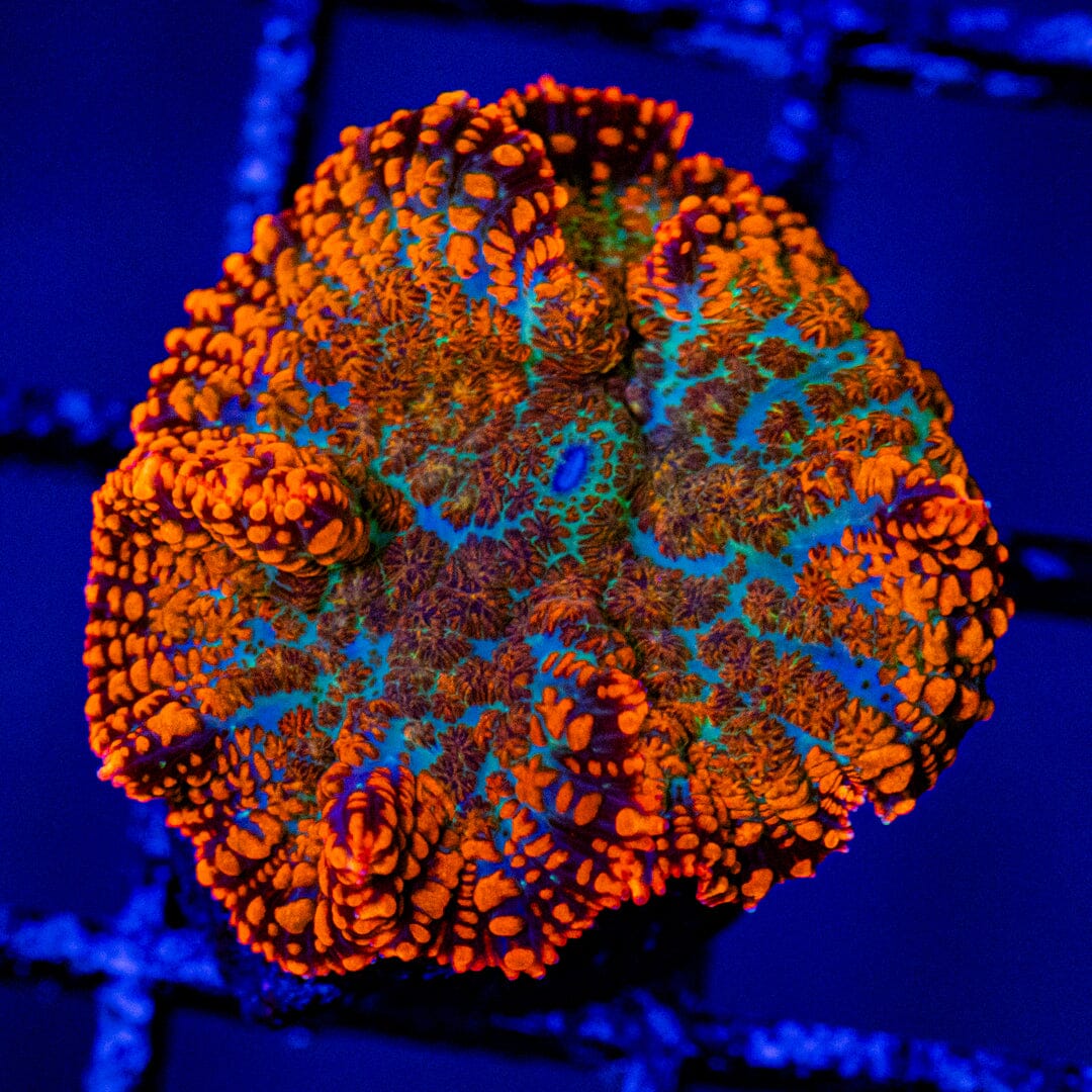 Rhodactis Mushroom 2A - WYSIWYG Zoa Reef Lounge USA