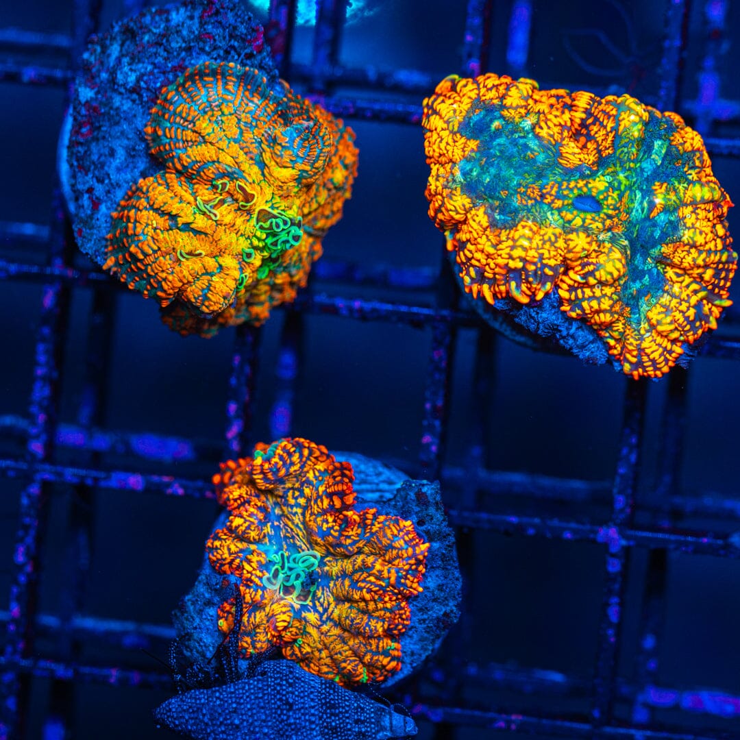 Rhodactis Mushroom 3 pack 2A - WYSIWYG 32 Reef Lounge Norco