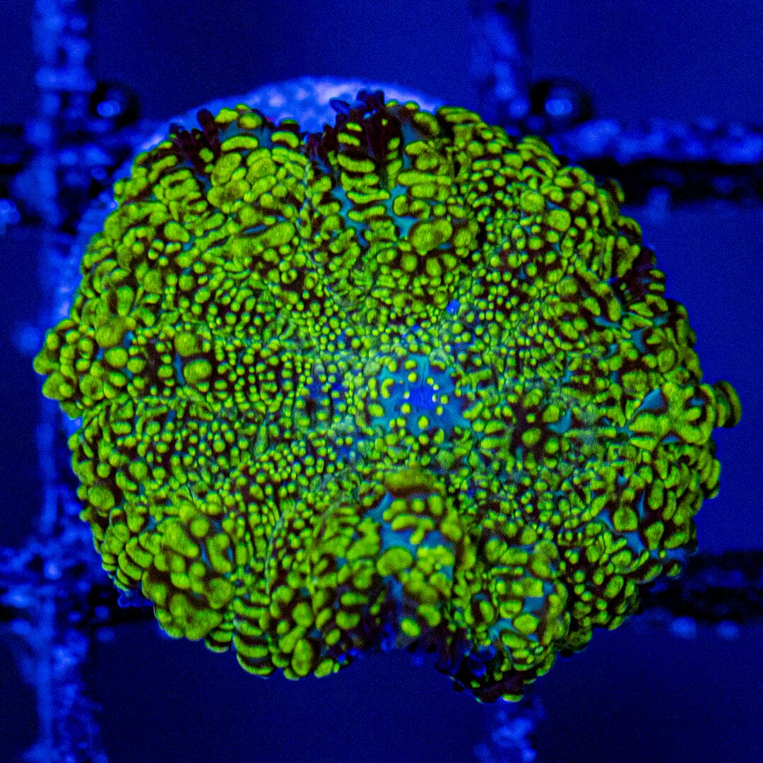 Rhodactis Mushroom 3A - WYSIWYG Zoa Reef Lounge USA