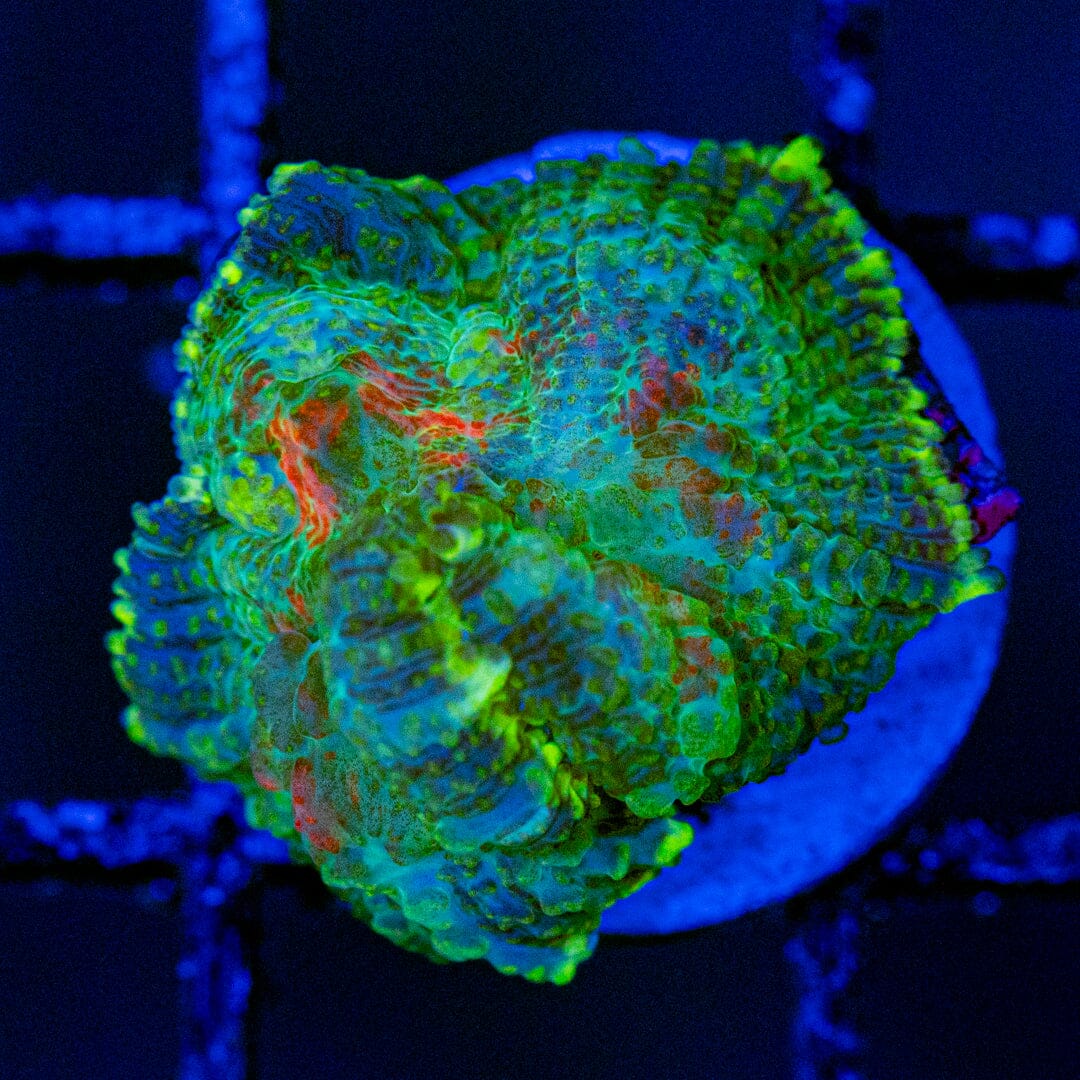 Rhodactis Mushroom 4A - WYSIWYG Zoa Reef Lounge USA