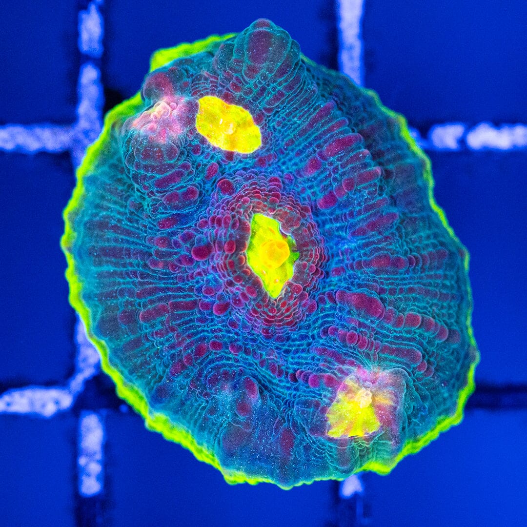 RL Boomerang Chalice 1B - WYSIWYG Reef Lounge Coral