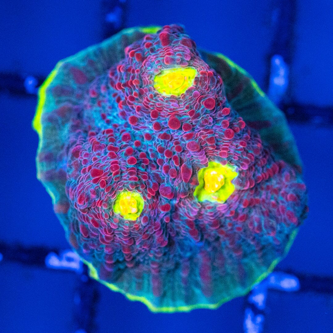 RL Boomerang Chalice 2B - WYSIWYG Reef Lounge Coral