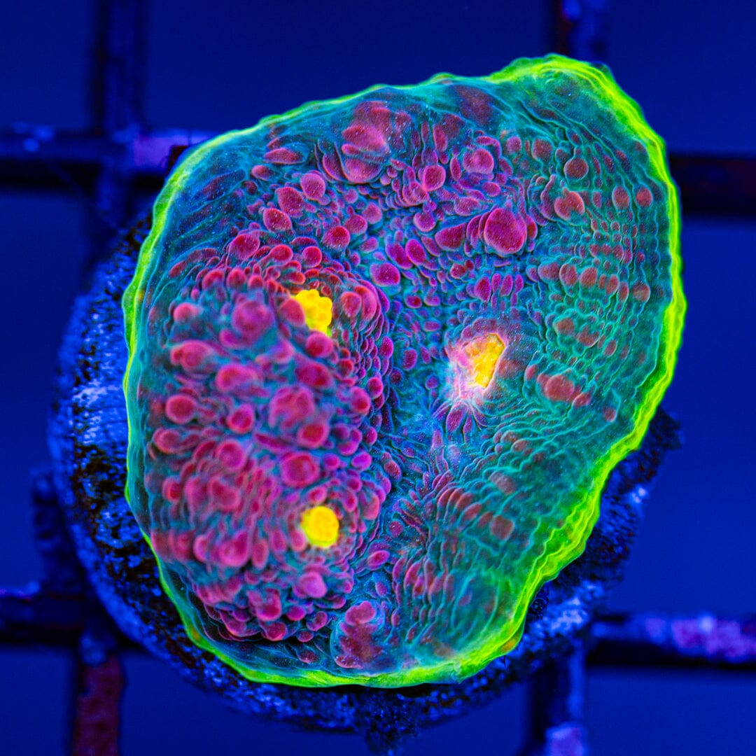 RL Boomerang Chalice LPS Coral Reef Lounge USA