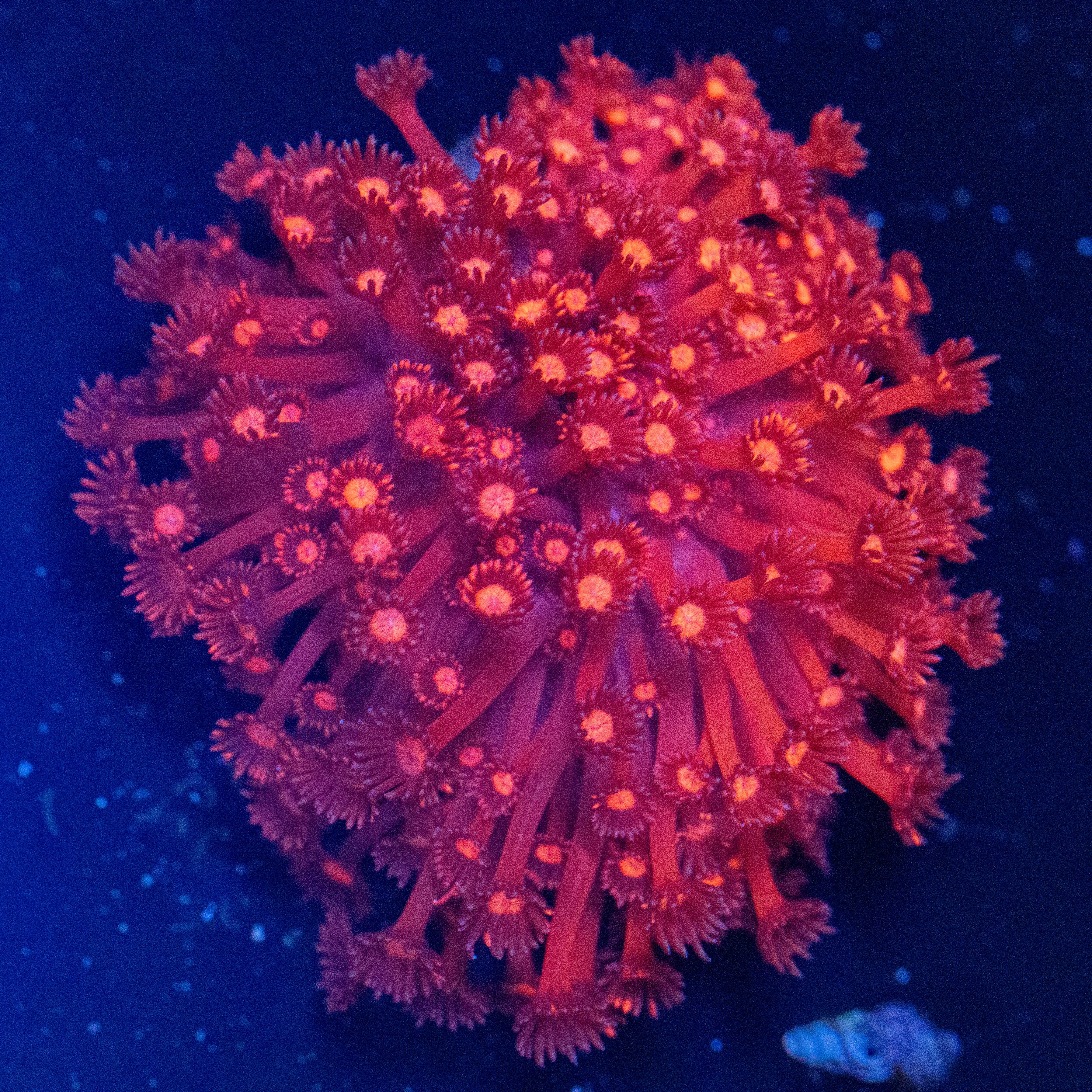 RL Cherry Blossom Goniopora Colony 1A - WYSIWYG Reef Lounge Norco