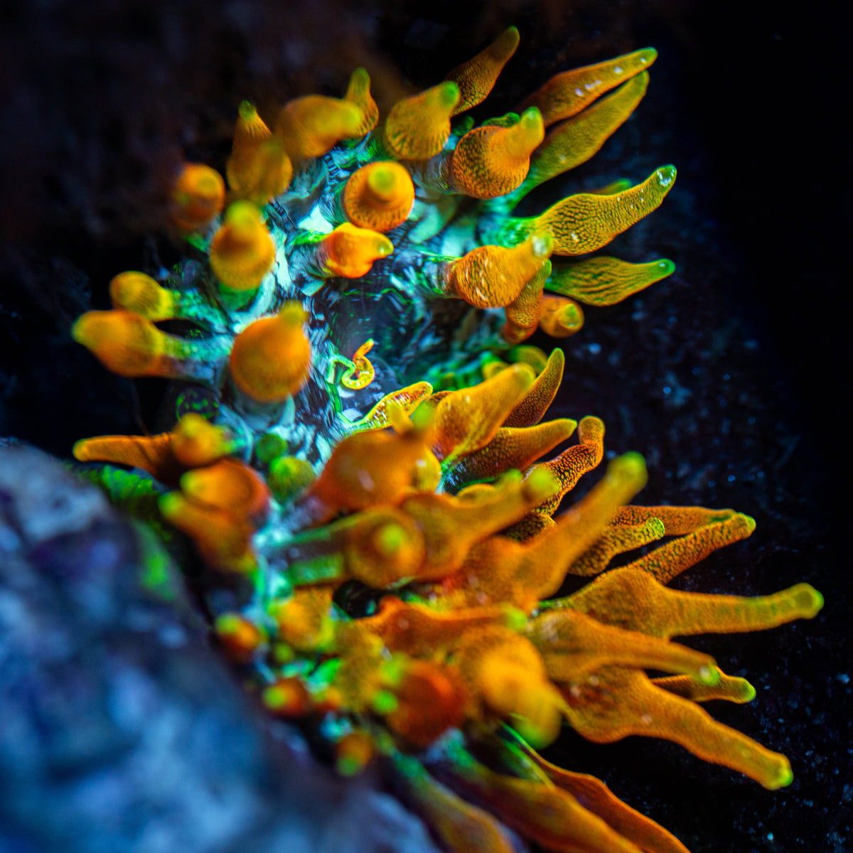 RL "Chicagorado" Bubble Tip Anemone Invertebrate Reef Lounge USA