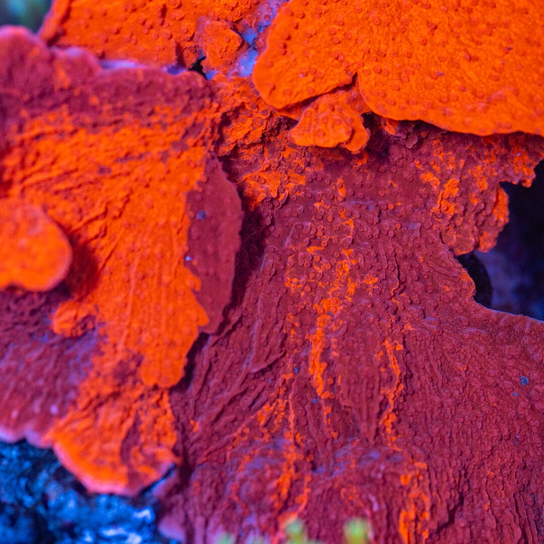RL Deadpool Monti Cap Reef Lounge Coral