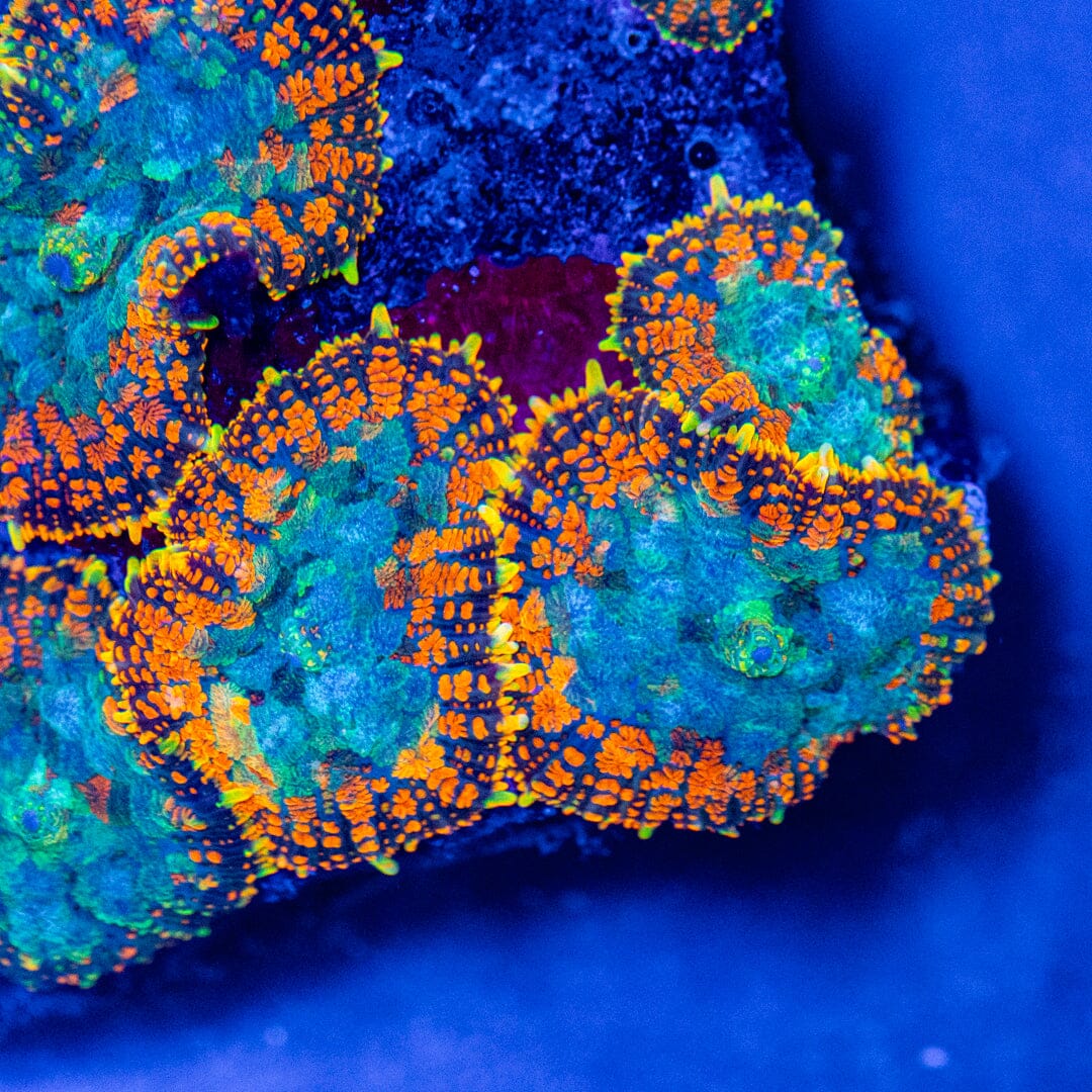 RL Fire Rim Rhodactis Reef Lounge Coral