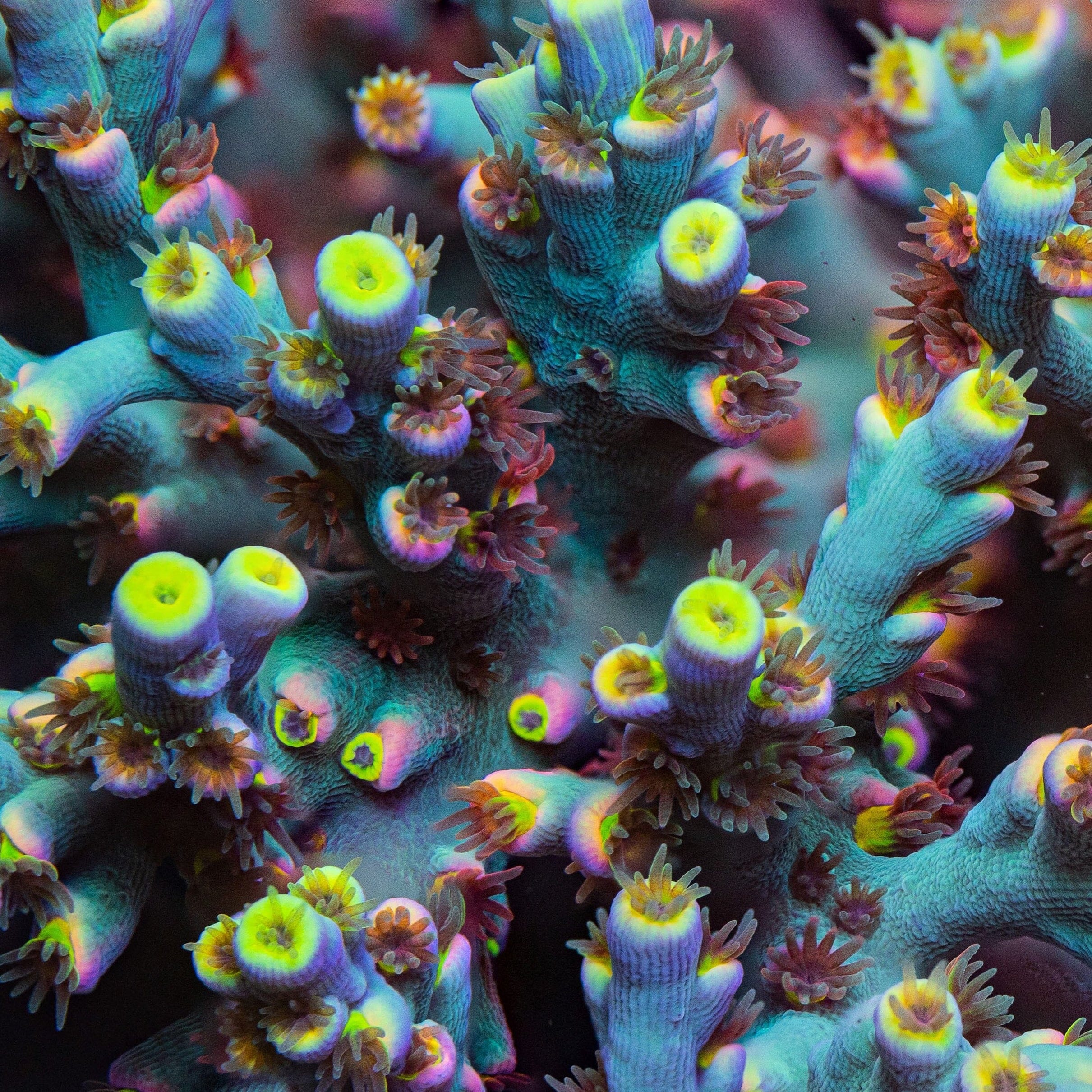 RL Fireworks Acropora Speciosa Reef Lounge Coral