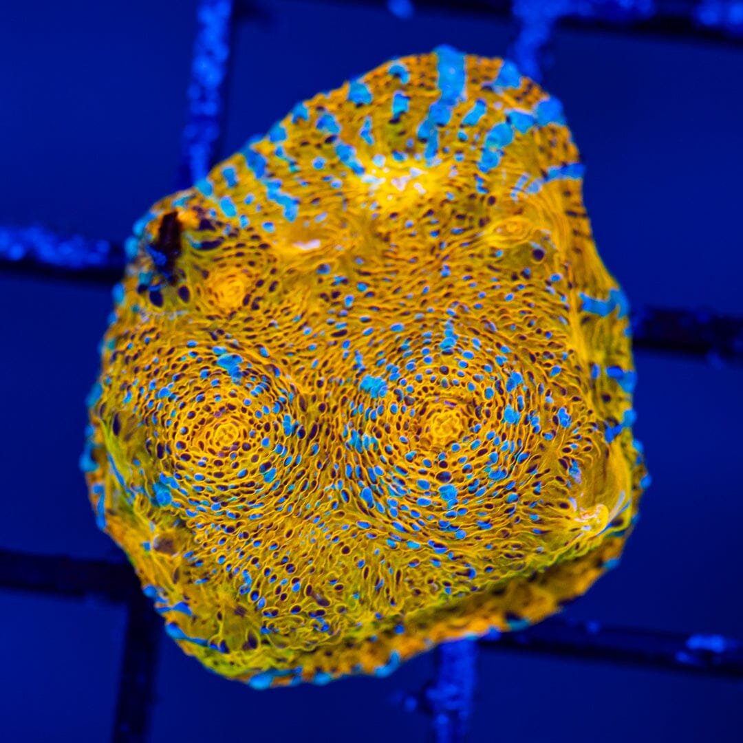 RL Gold Nugget Chalice 1A - WYSIWYG LPS Coral Reef Lounge USA