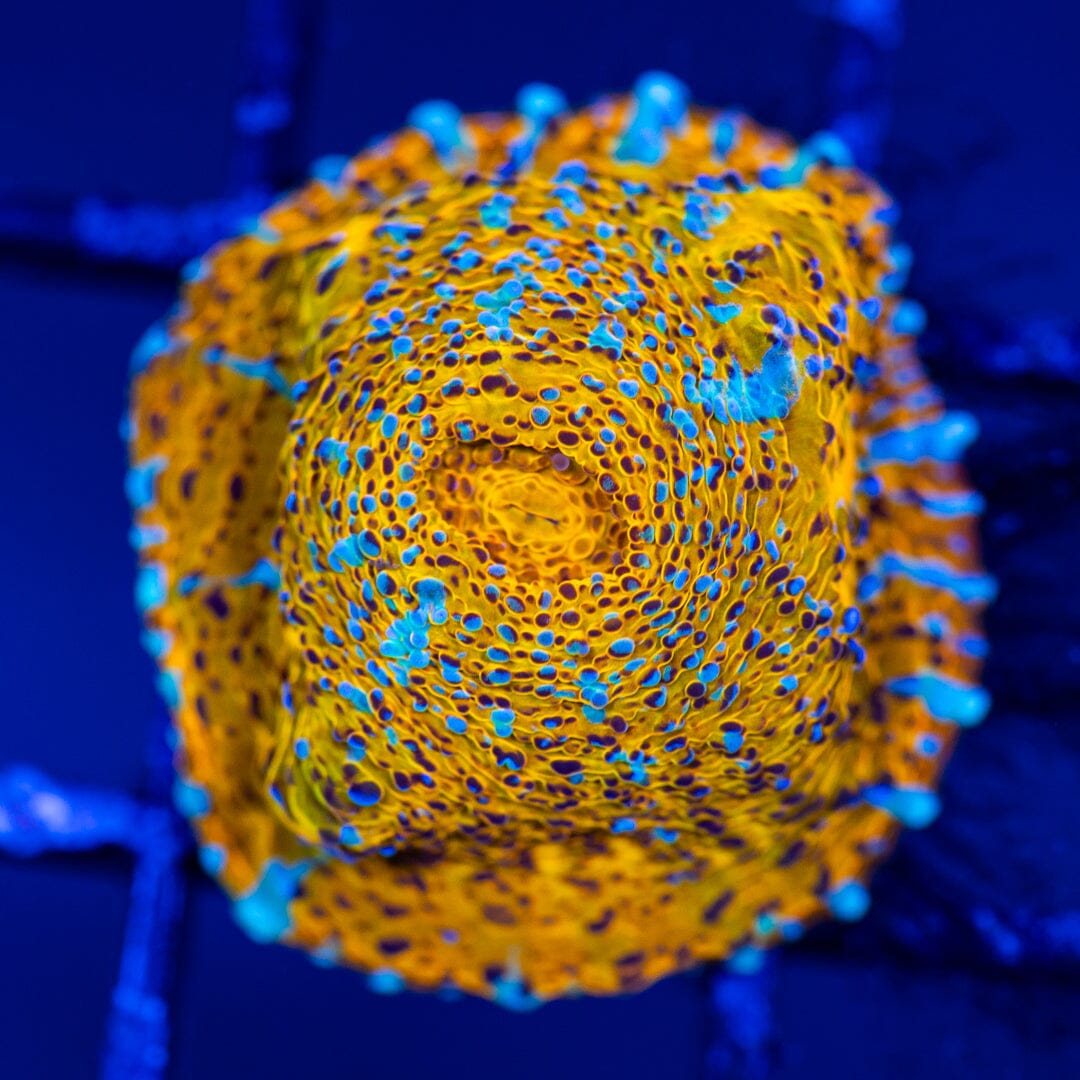 RL Gold Nugget Chalice 2A - WYSIWYG LPS Coral Reef Lounge USA