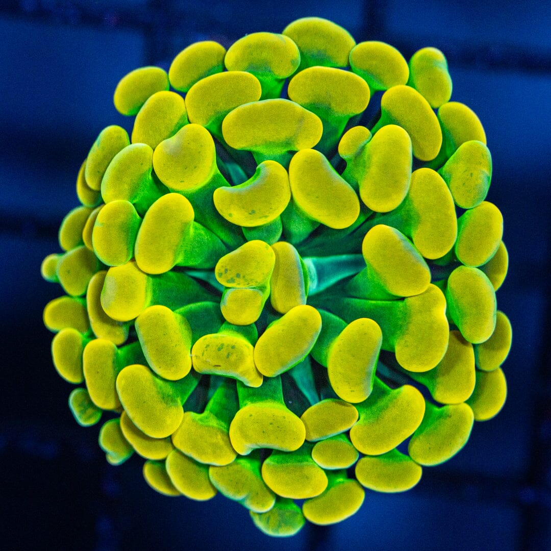 RL Holy Grail Hammer - WYSIWYG Reef Lounge Coral