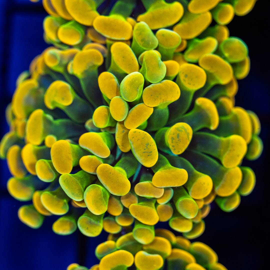 RL Holy Grail Hammer - WYSIWYG Reef Lounge Coral