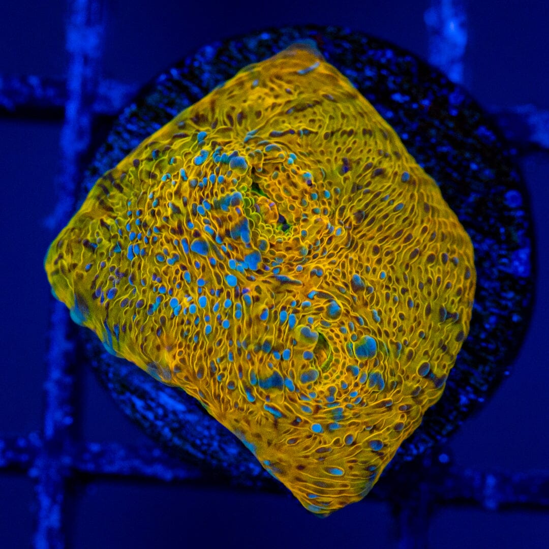 RL Lemon Twist Chalice Frag 1A - WYSIWYG Zoa Reef Lounge USA