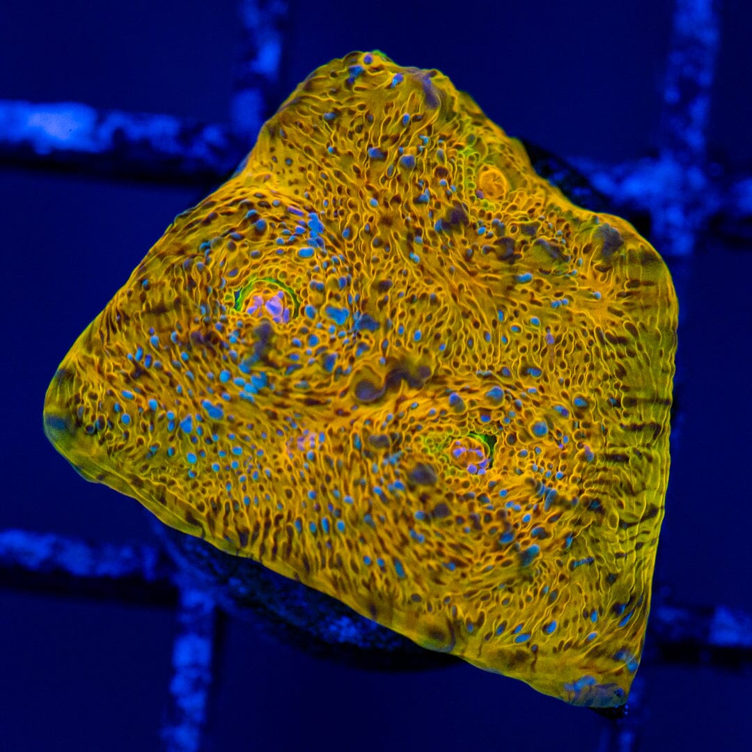RL Lemon Twist Chalice Frag 3A - WYSIWYG Zoa Reef Lounge USA