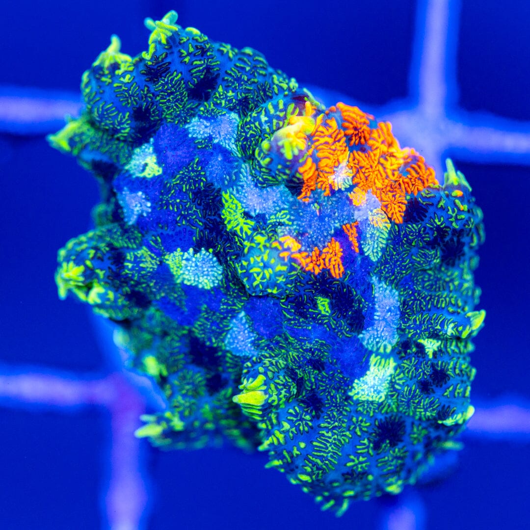 RL Patch Work Mushroom Coral 16A - WYSIWYG Reef Lounge Coral