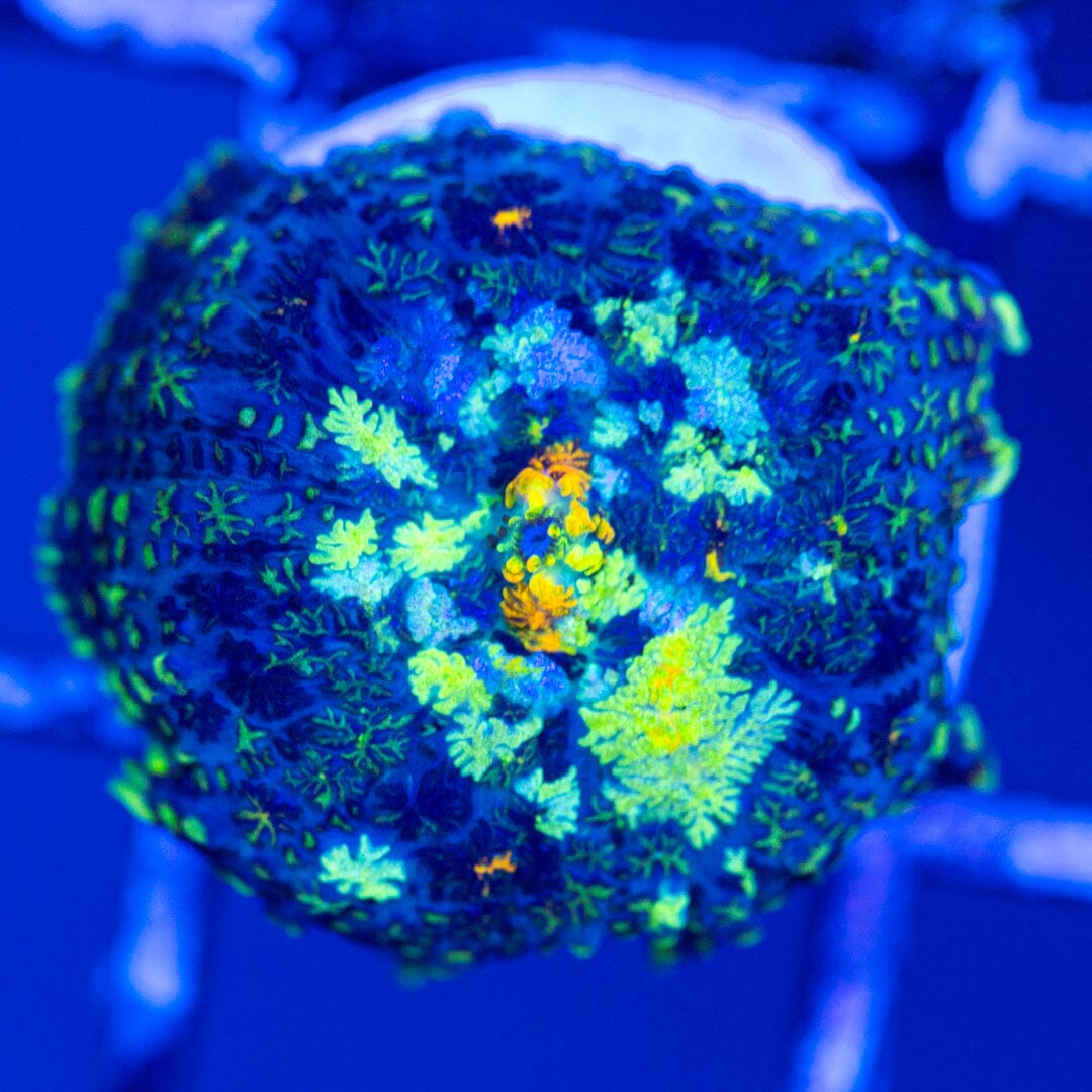 RL Patch Work Mushroom Coral 6A - WYSIWYG Reef Lounge Coral