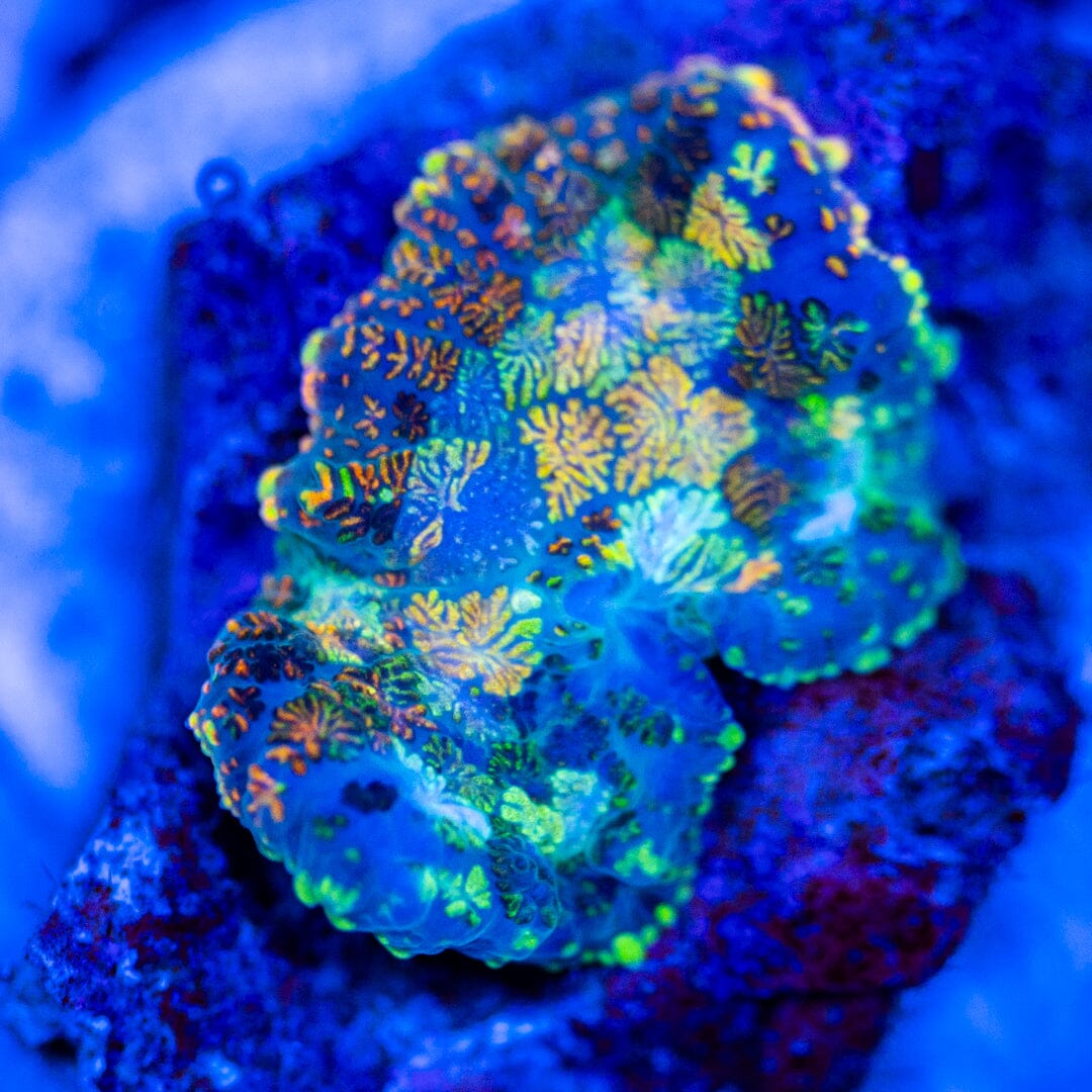 RL Patch Work Mushroom Coral 7A - WYSIWYG Reef Lounge Coral